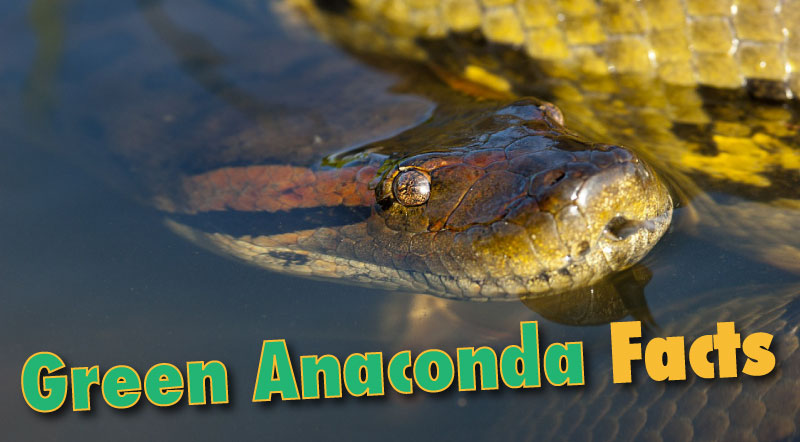 facts about anaconda